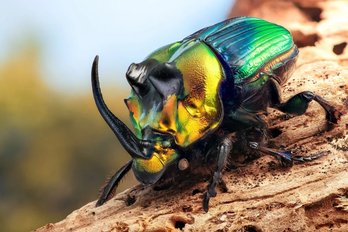 hercules beetle
