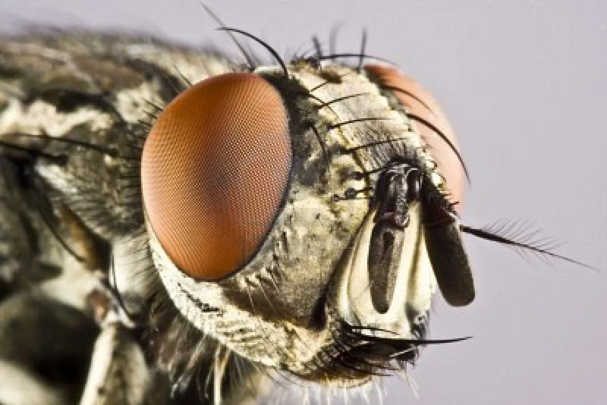 horse fly bite risk