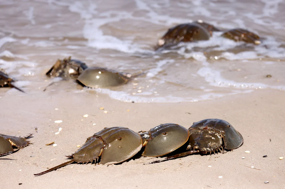 horseshoe crab