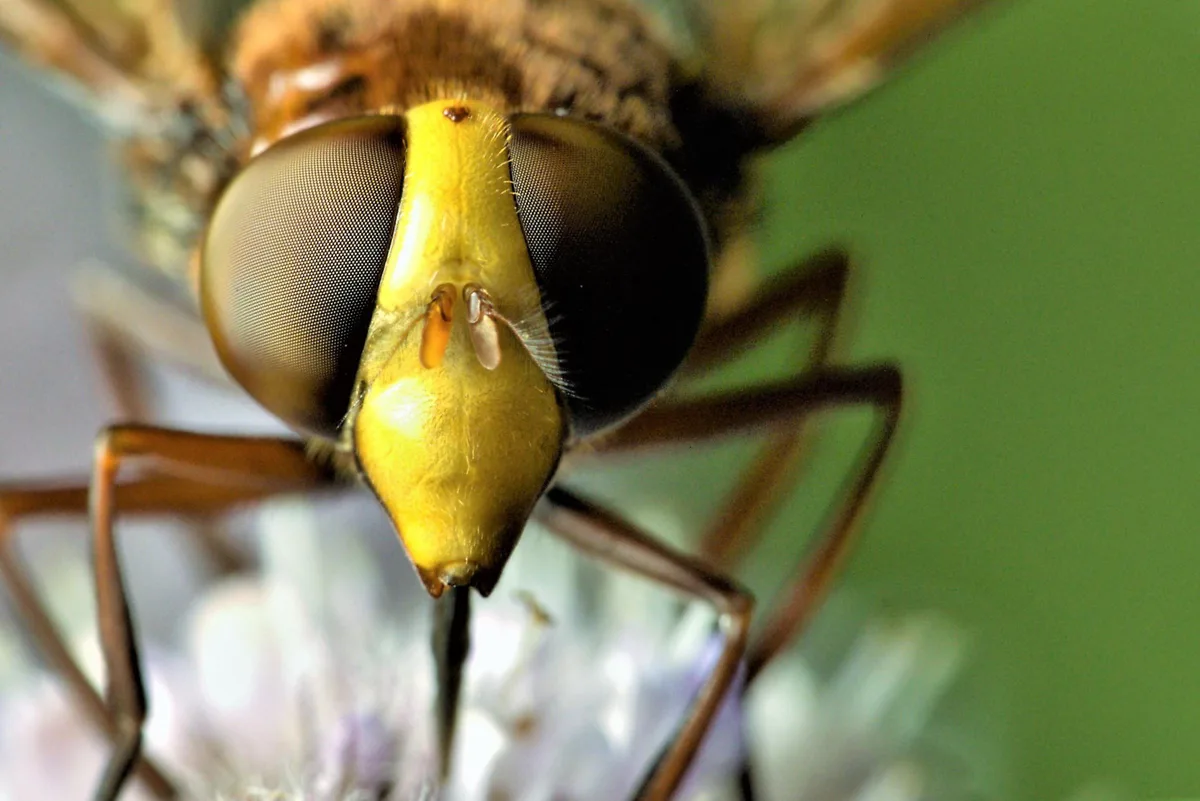 hoverfly vs hornet mimicry