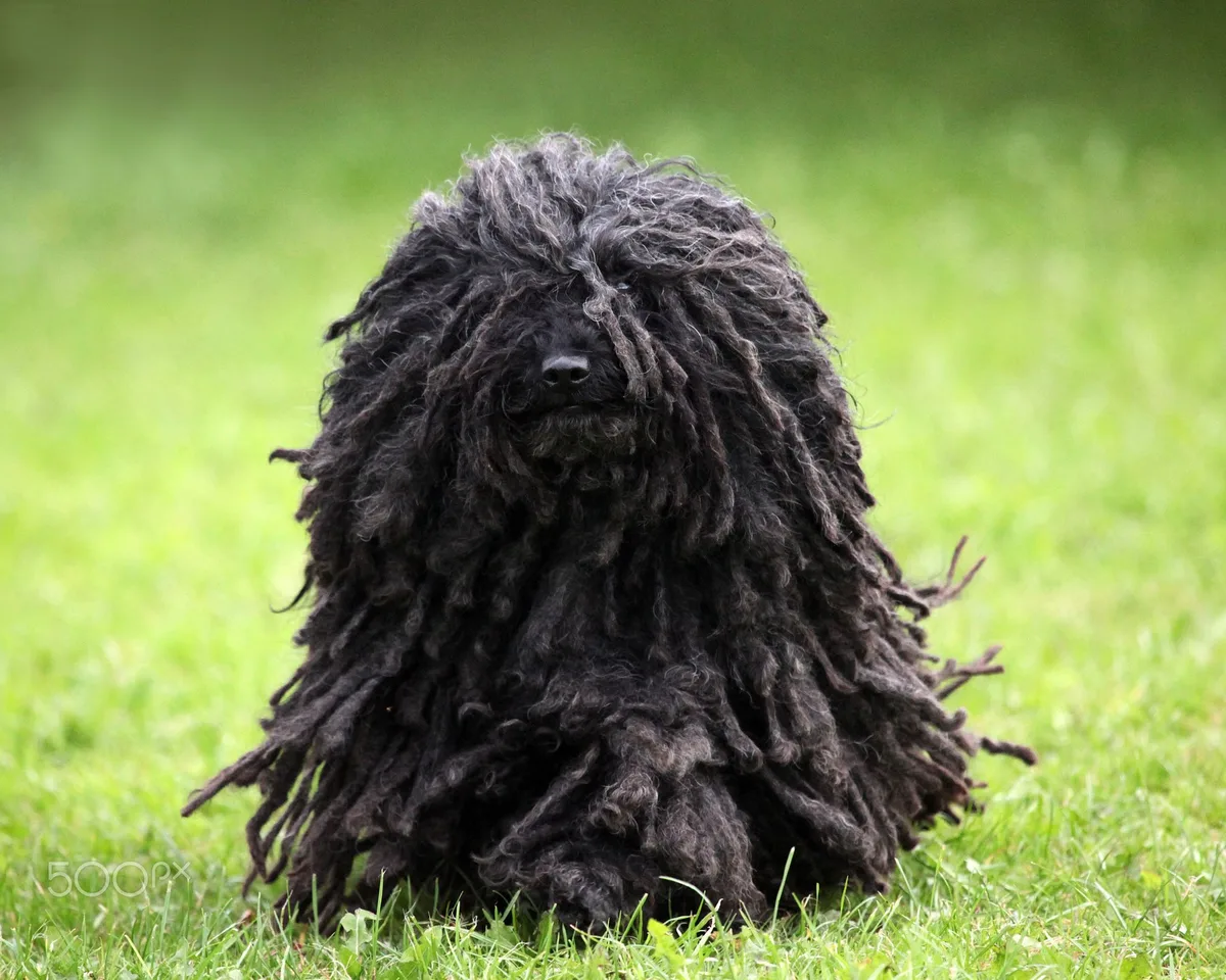 Hungarian Puli