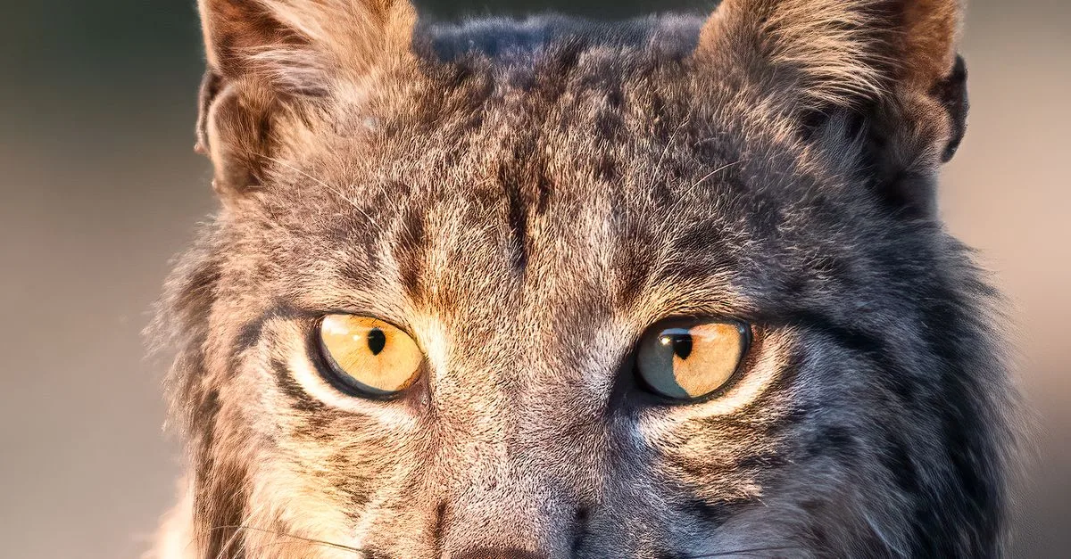 Iberian Lynx