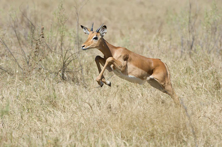 Impala