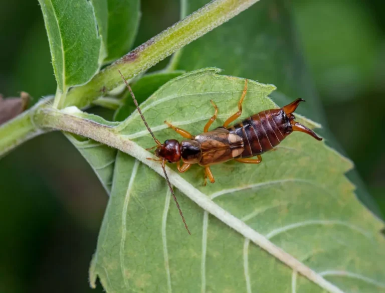 insects that start with e