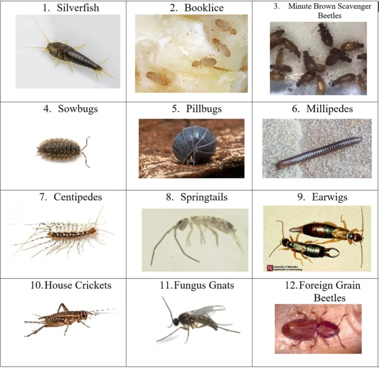 insects that start with h