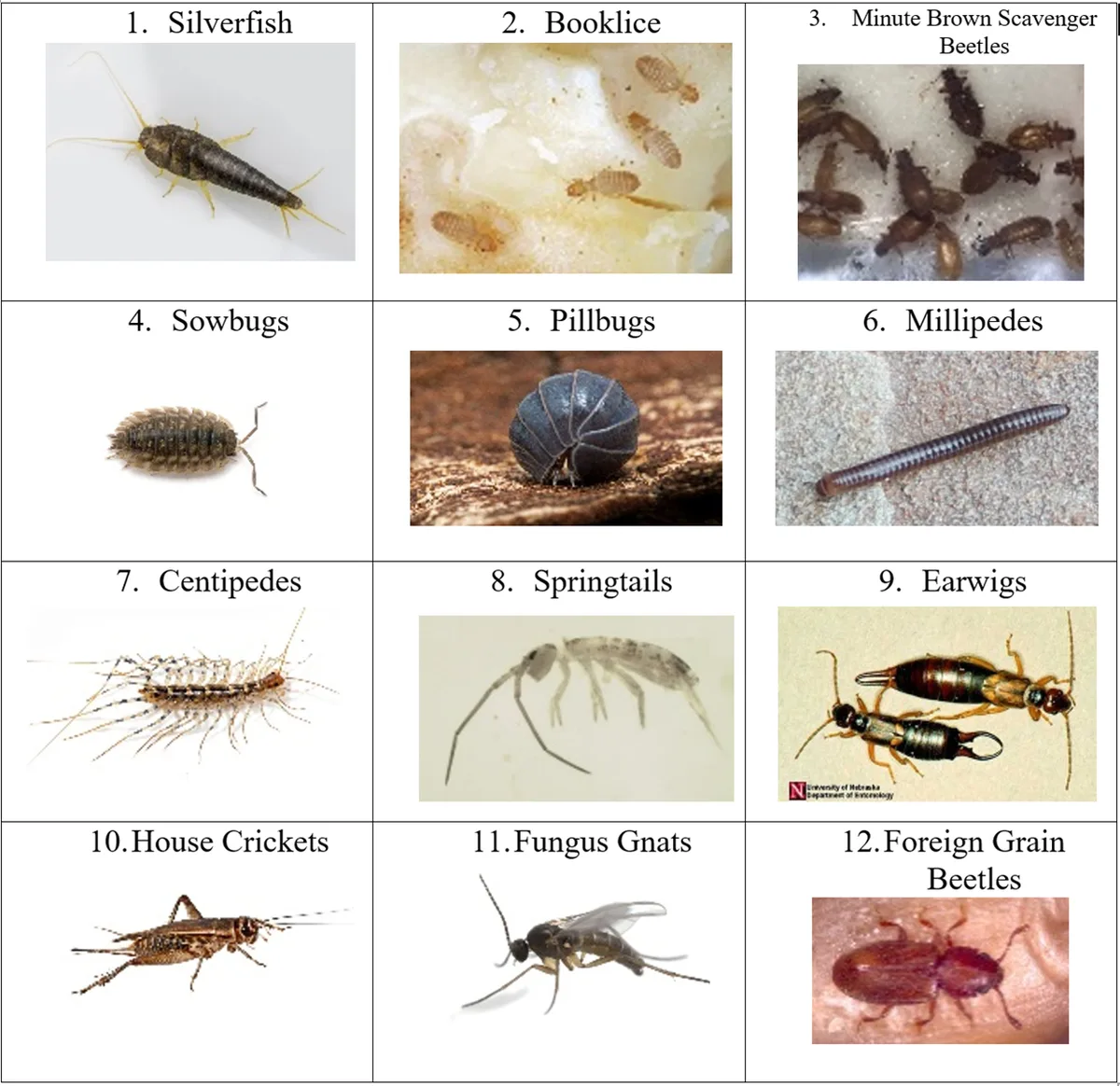 insects that start with h