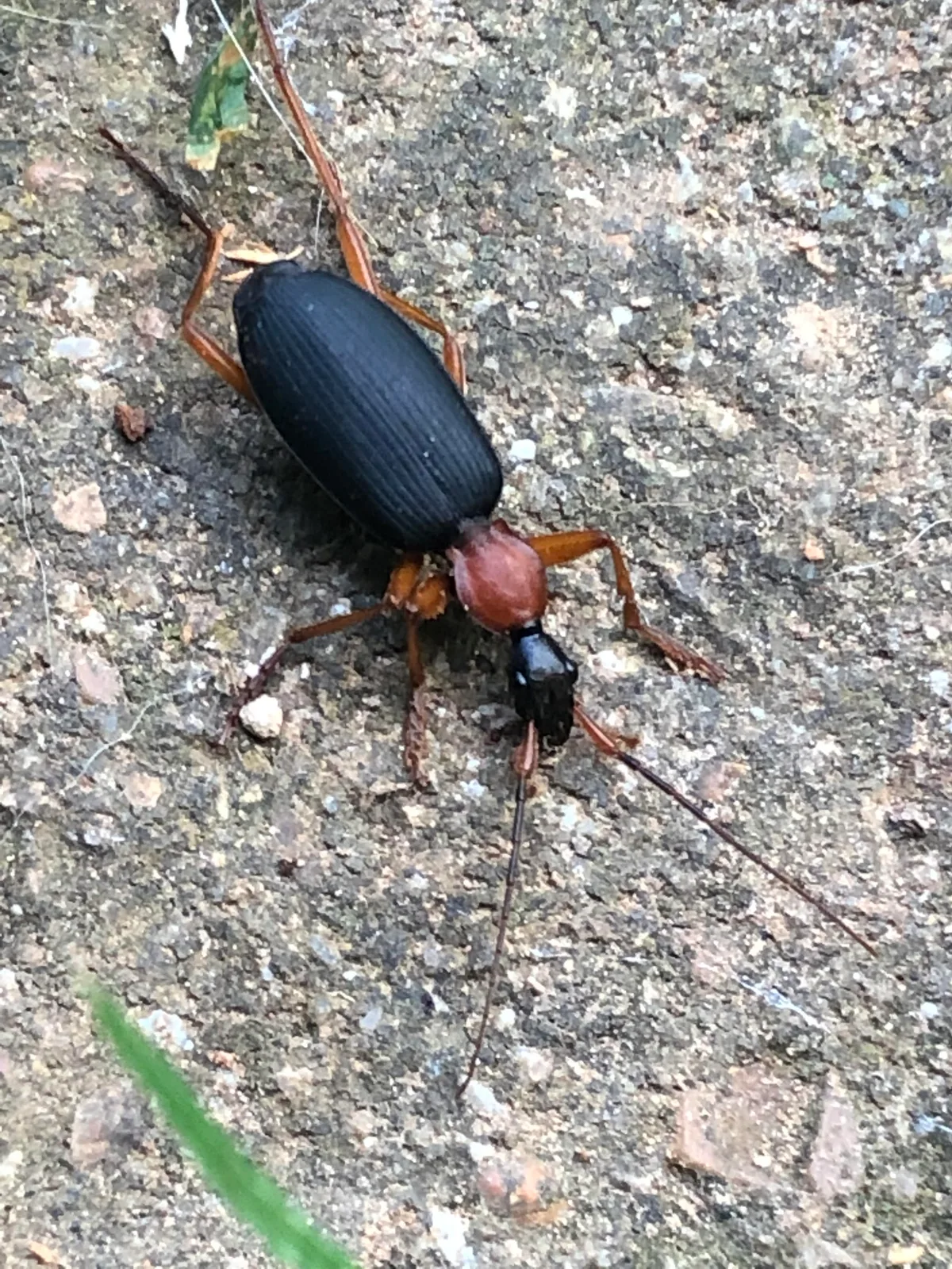 insects that start with j
