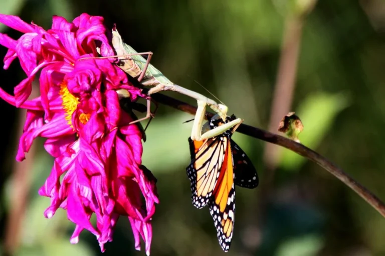 insects that start with m