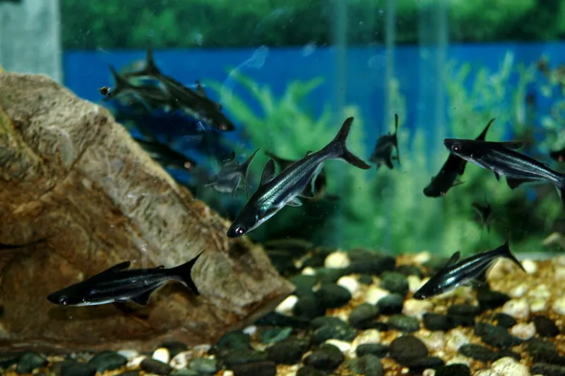 iridescent shark