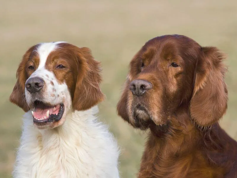 Irish Setter vs Irish Red and White Setter