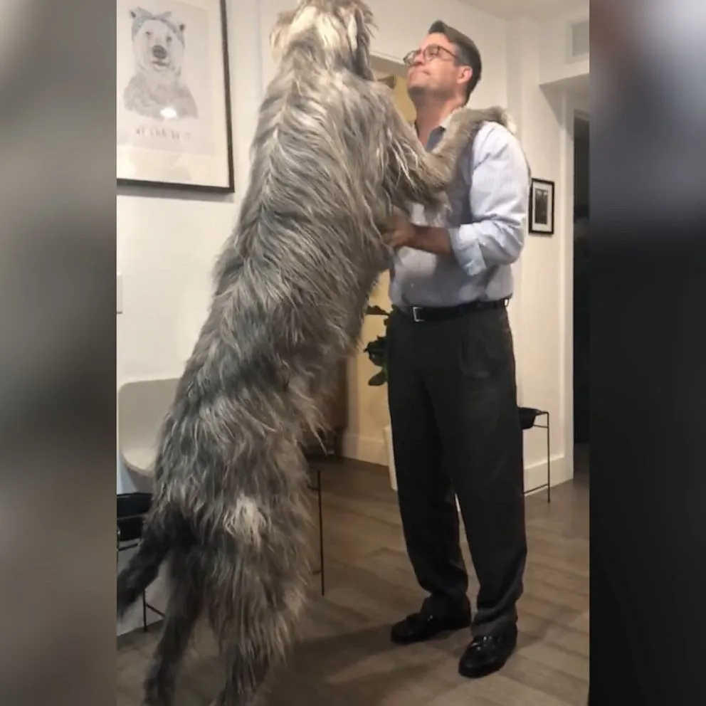 Irish Wolfhound size