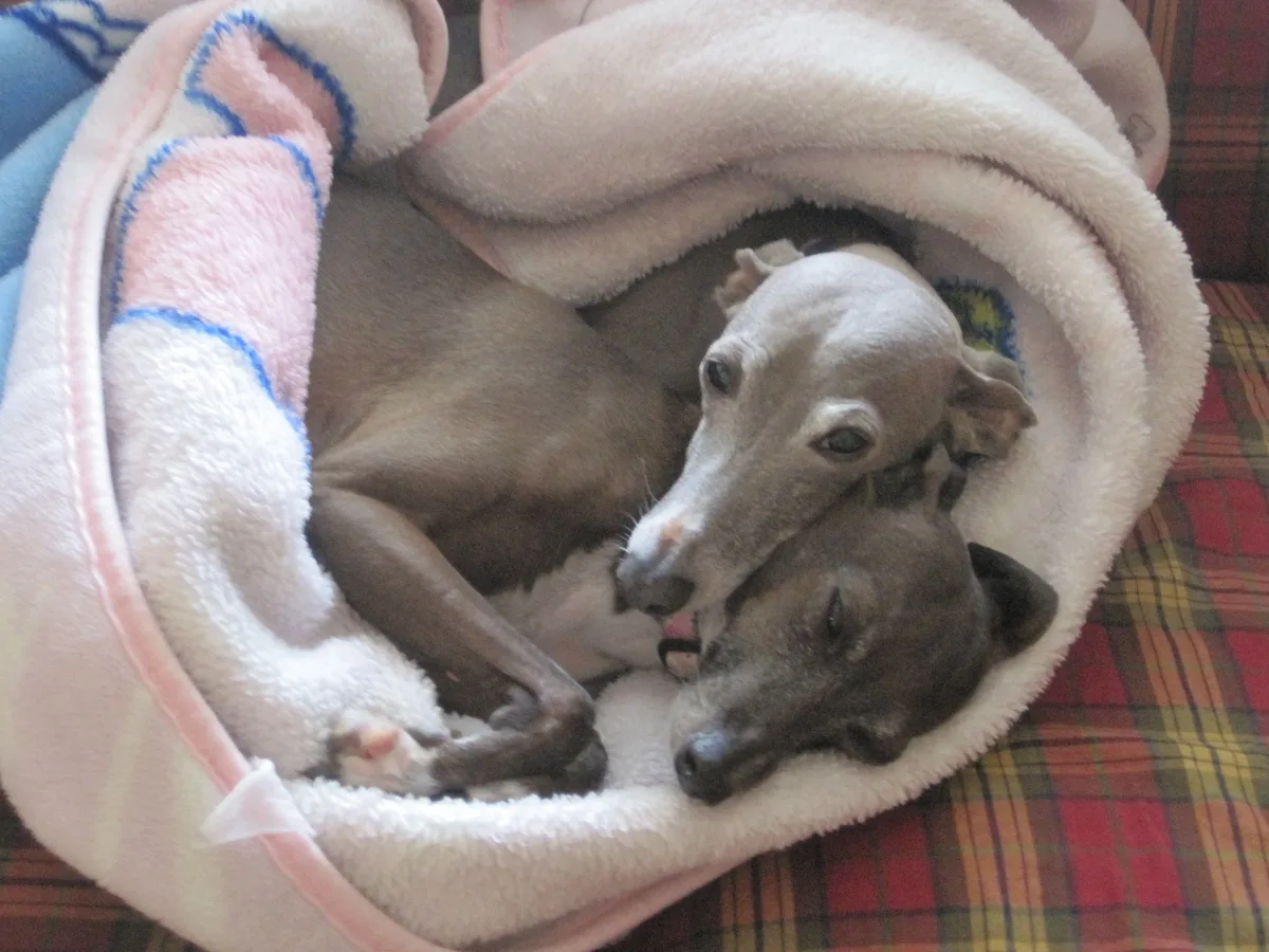 Italian Greyhound apartment living