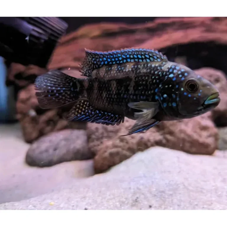 Jack Dempsey cichlid