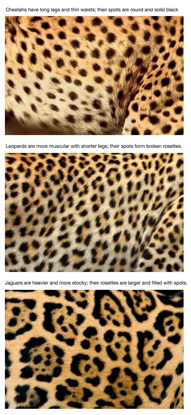 jaguar vs leopard spots