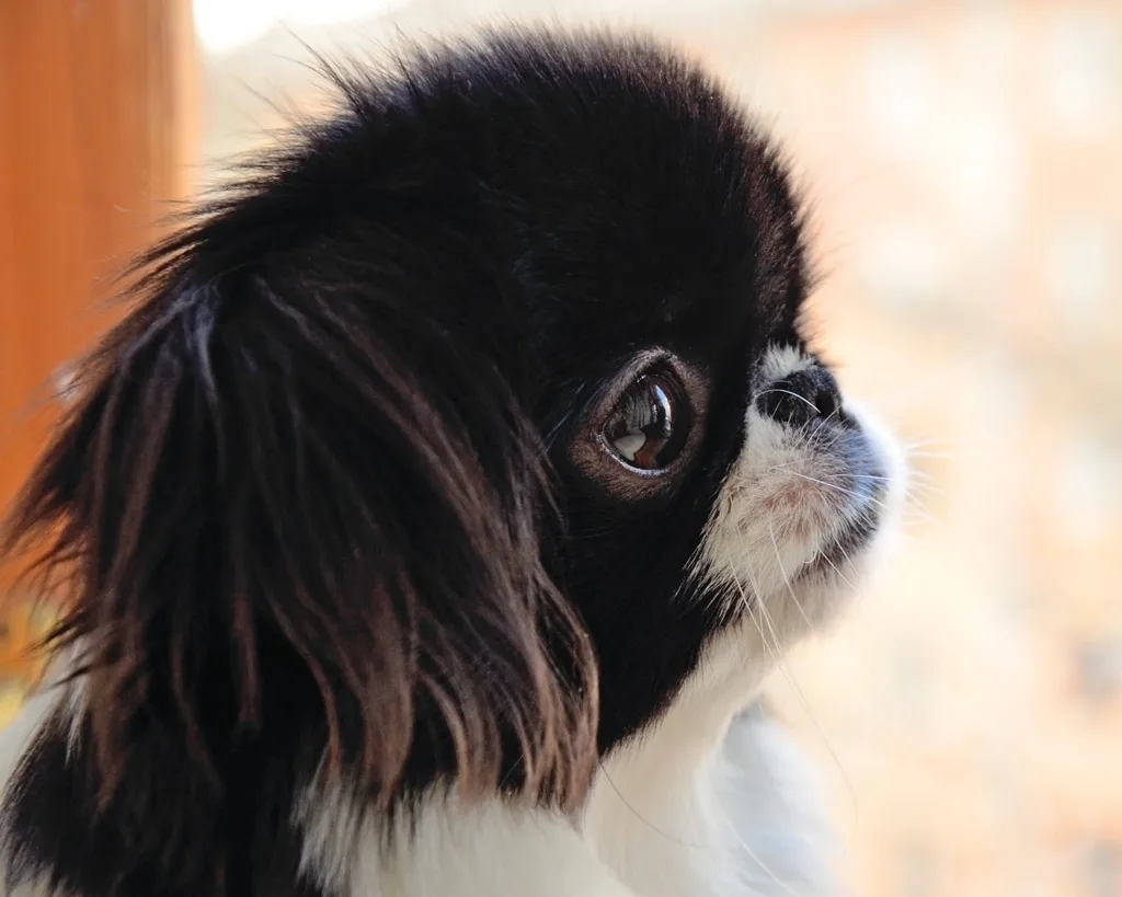 Japanese Chin apartment dog