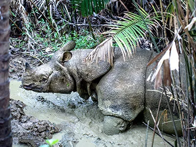 javan rhinoceros