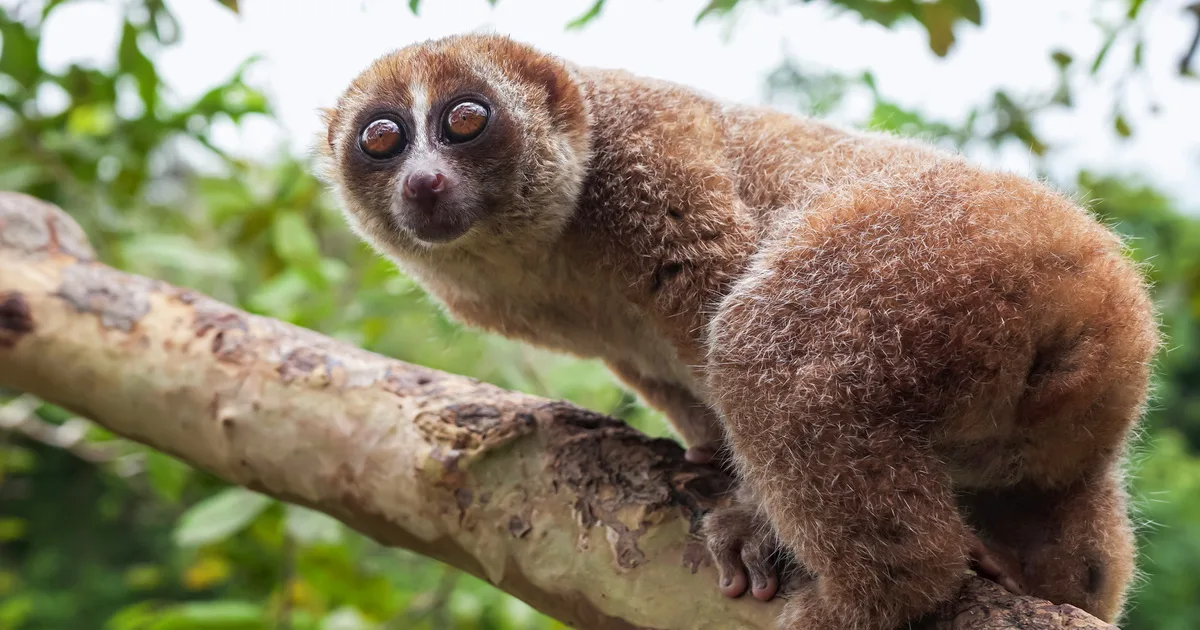 javan slow loris