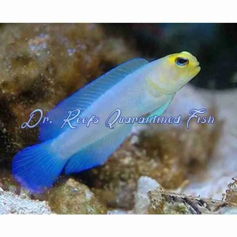 jawfish