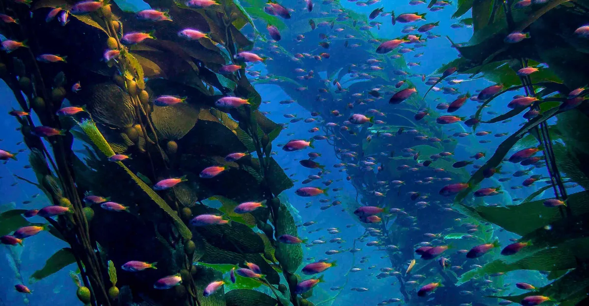 kelp fish