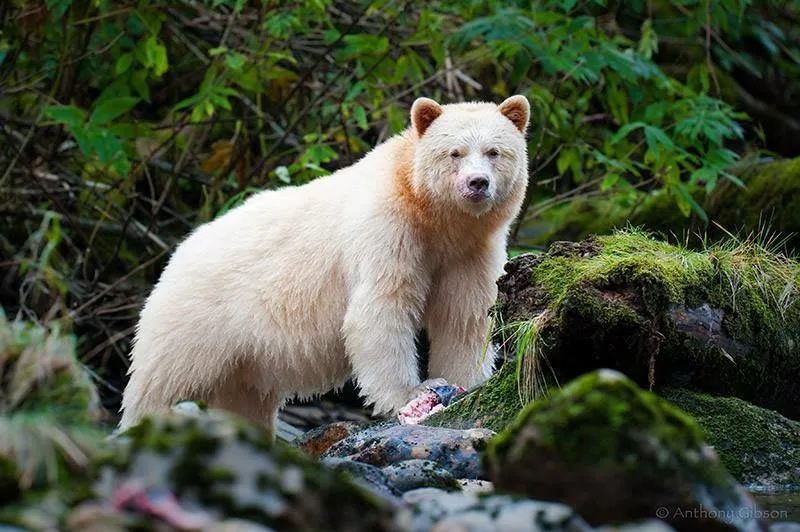 kermode bear
