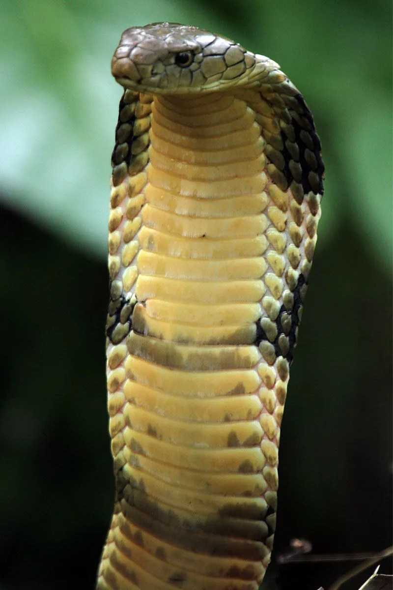 king cobra