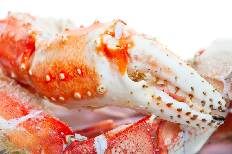 king crab