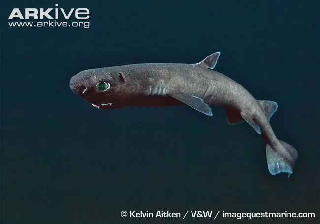 kitefin shark