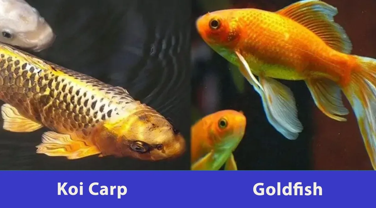 Koi vs Goldfish