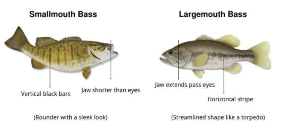largemouth vs smallmouth bass