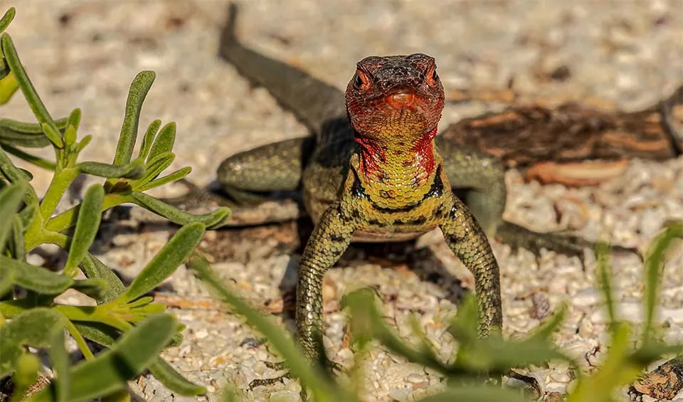 lava lizard
