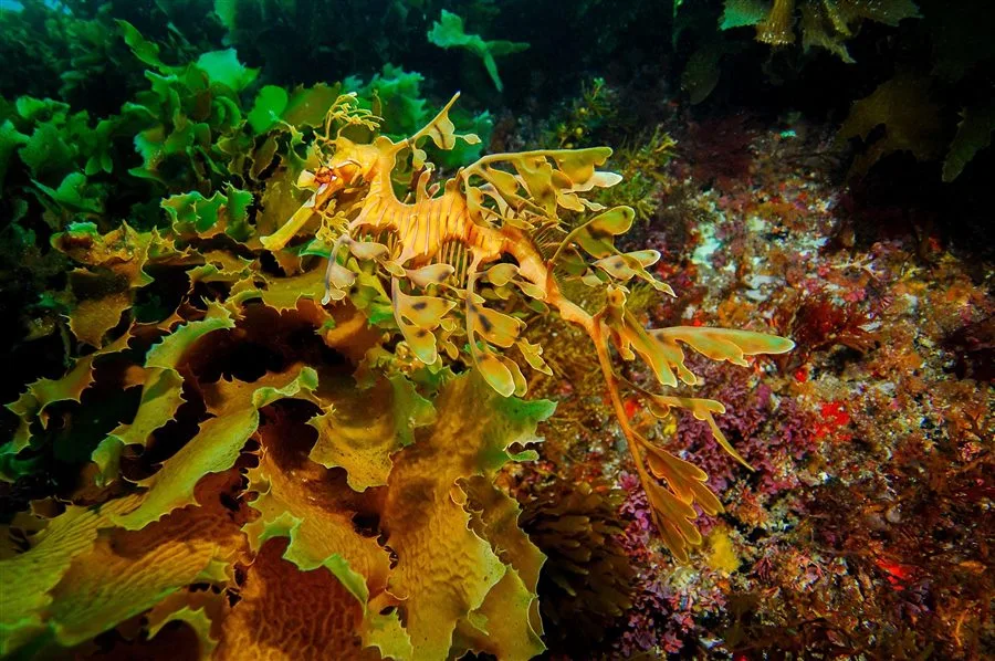 leafy sea dragon