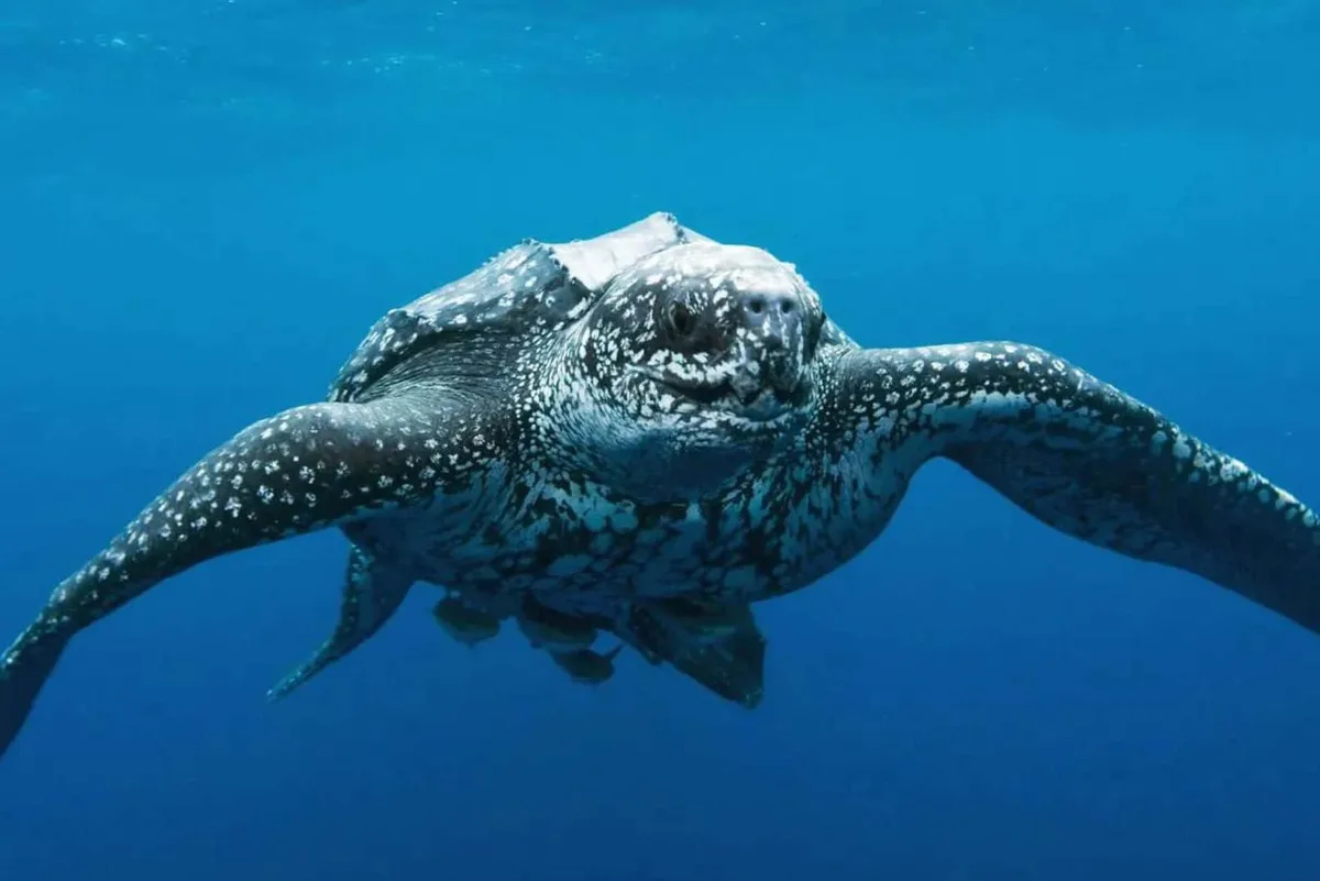 leatherback sea turtle