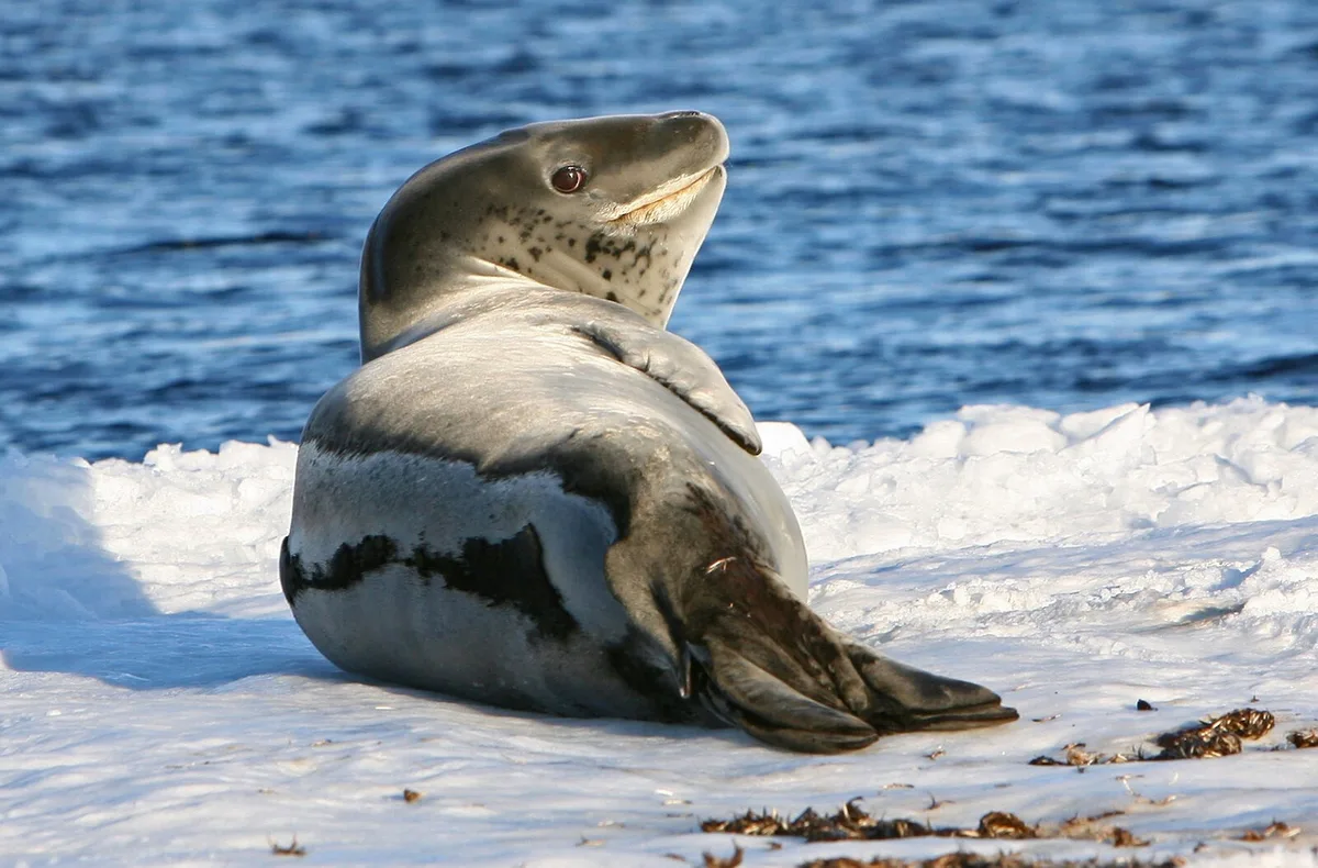 leopard seal