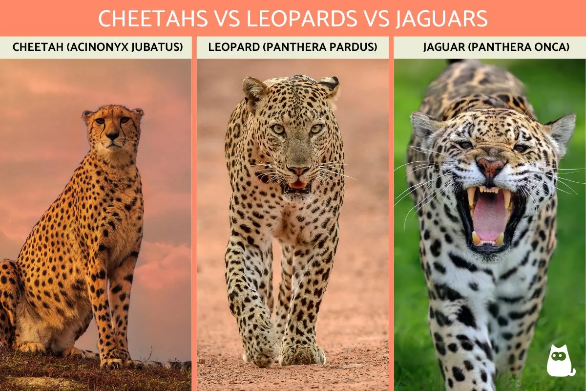 Leopard vs Cheetah vs Jaguar spots