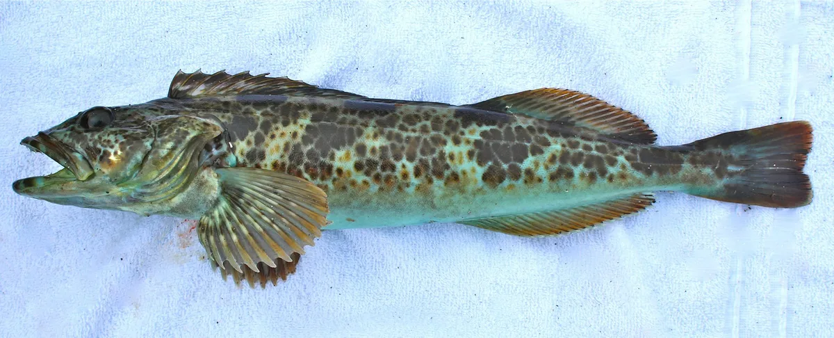lingcod