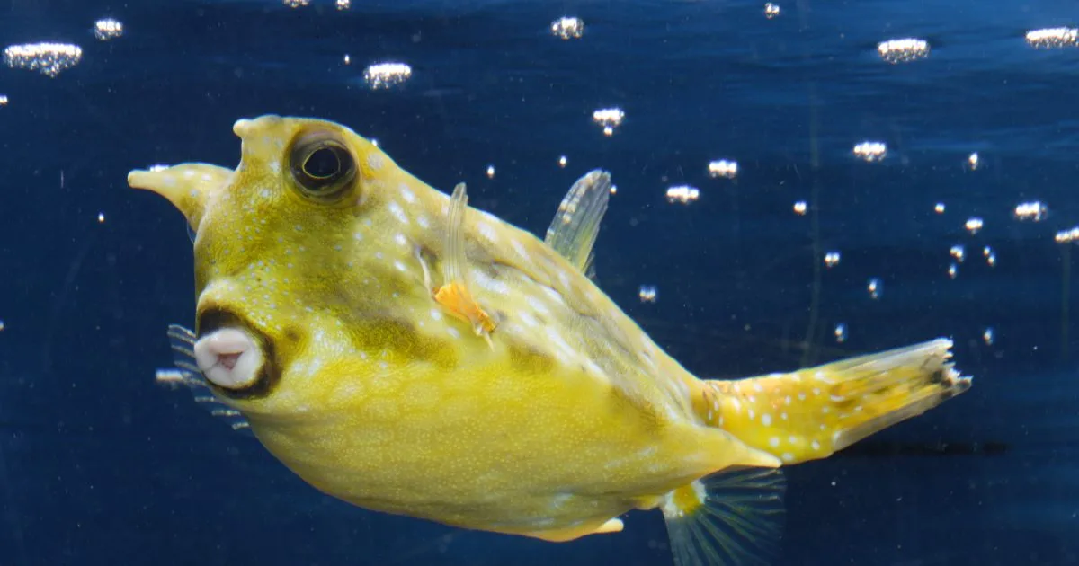 longhorn cowfish