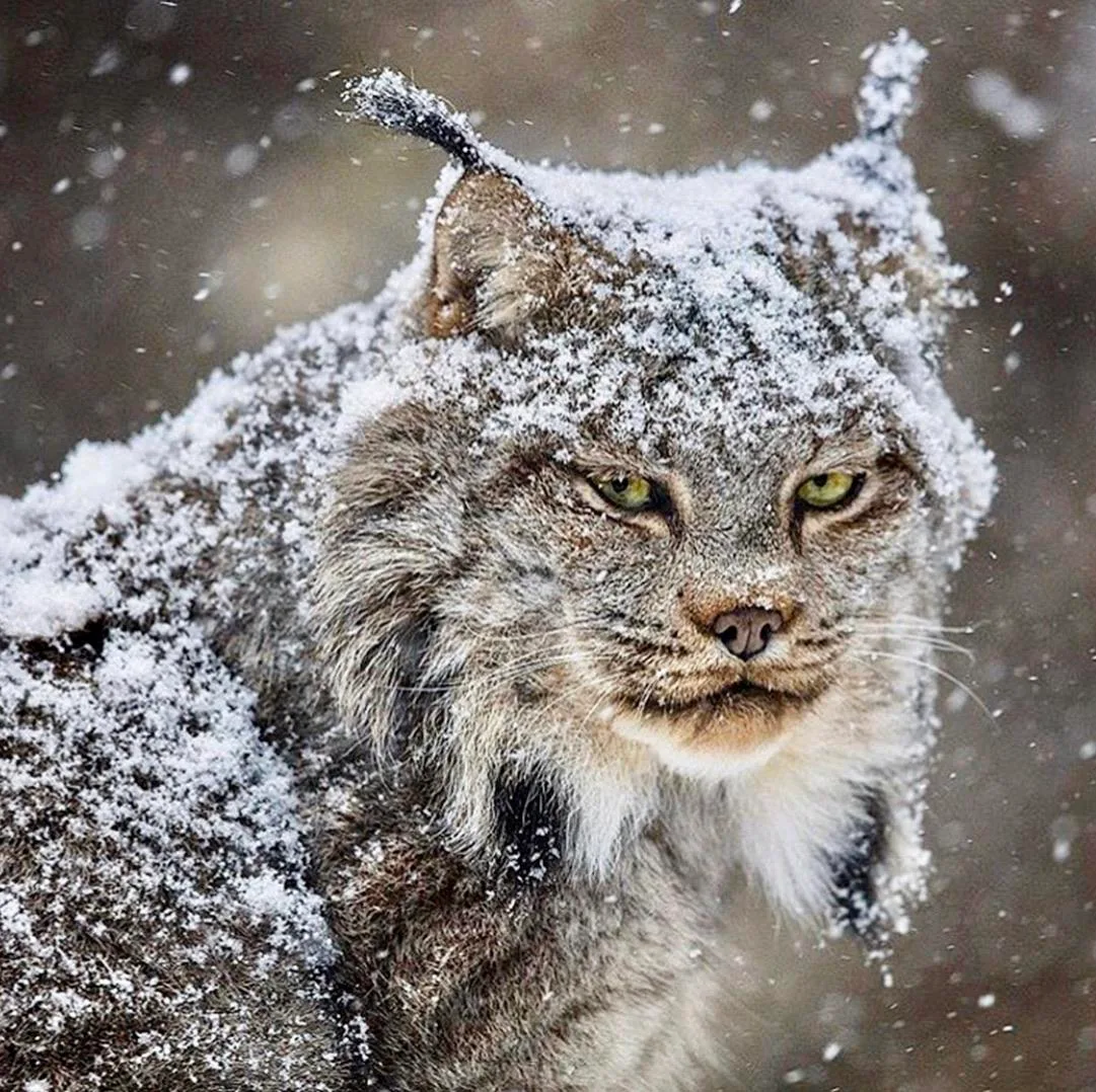 Lynx ear tufts and snowshoe paws