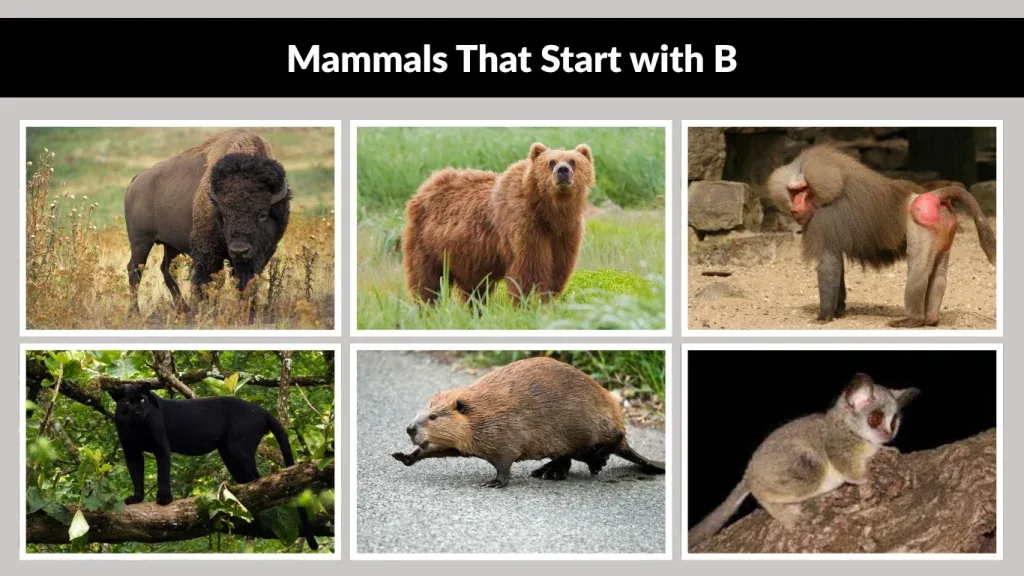 Mammals That Start With B: Spots, Stripes, and Snouts