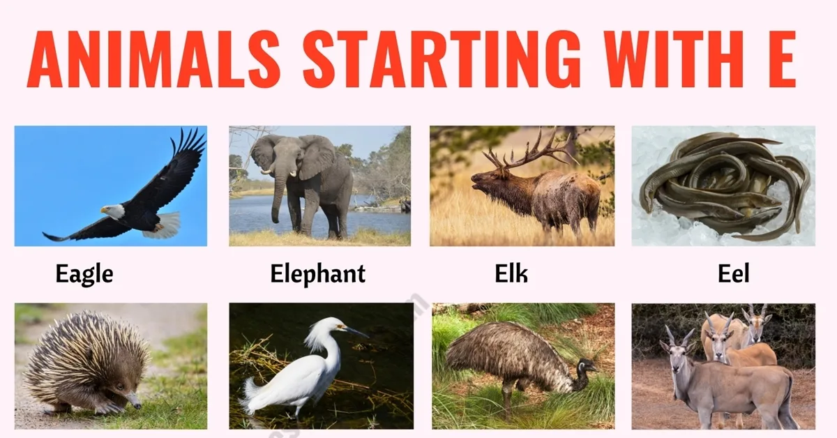 mammals that start with e
