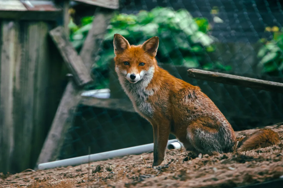 mammals that start with f