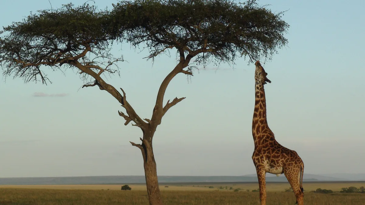 mammals that start with g