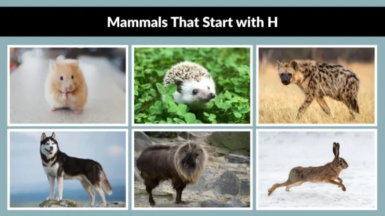 mammals that start with h
