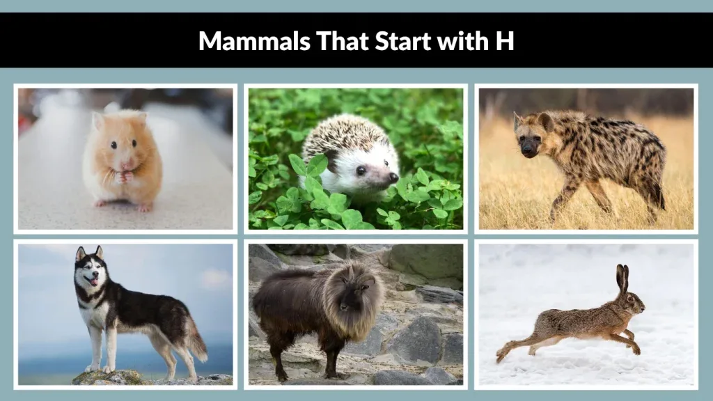 mammals that start with h