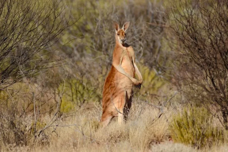 mammals that start with k