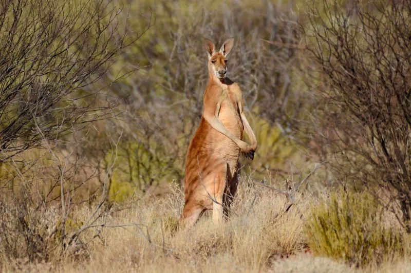 mammals that start with k