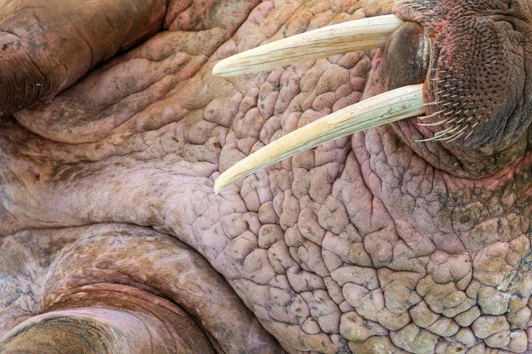 mammals that start with w