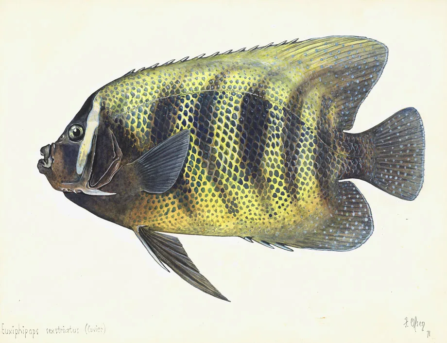 marine angelfish