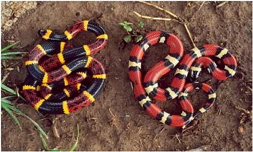 milk snake vs coral snake