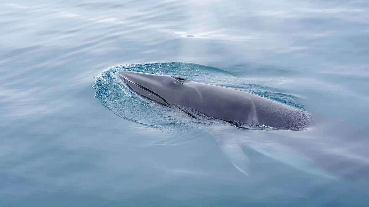 Minke whale