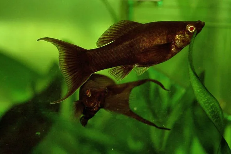 Molly fish